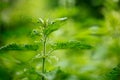 Green stinging nettle