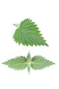 Green Stinging Nettle (Urtica Dioica) Leaf and Back Side of Top Leaves Isolated on White Royalty Free Stock Photo