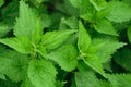 Green stinging nettle Urtica dioica leaves background