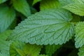 Green stinging nettles