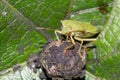 Green stink beetle close-up. Marmorated stink bug. Shield bugs macro. Chinavia halaris. Royalty Free Stock Photo