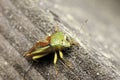 Green stink bug Royalty Free Stock Photo