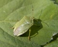 Green stink bug