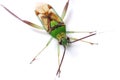 Green Stink Bug Royalty Free Stock Photo