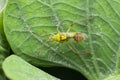 Green stink bug insect  or green soldier bug. Family Pentatomidae, Satara, Maharashtra Royalty Free Stock Photo