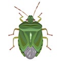 green stink bug