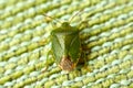 Green Stink Bug Royalty Free Stock Photo