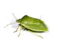 Green Stink Bug Royalty Free Stock Photo