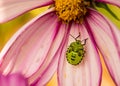 Green Stink Bug on a Pink Flower Royalty Free Stock Photo