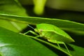 Green stink bug or shield bug (Nezara viridula).