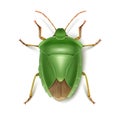 Green stink bug