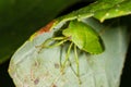 Green Stink bug with yellow stripe Royalty Free Stock Photo