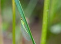 Green Stink Lacewing on a leaf, genus Chrysopa Royalty Free Stock Photo