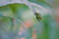 Green stinkbug Royalty Free Stock Photo