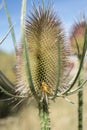 Green or stinkbug Nezara viridula bug on dry thistle flower a summer field. Macro detail Royalty Free Stock Photo