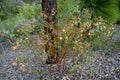 Green Stinkwood Plant Royalty Free Stock Photo