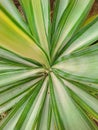 Green of stiped leaves in desert. Stock photo. Royalty Free Stock Photo