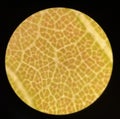 Green stoma plants cell