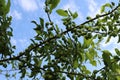 Green stone fruits ripen in a tree in early summer