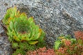 Green stone rose Sempervivum in the garden, top view, evergreen plant. Ornamental plant, decoration of the rock garden, succulent Royalty Free Stock Photo