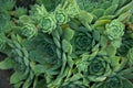 Green stone rose Sempervivum in the garden, top view, evergreen plant. Ornamental plant, decoration of the rock garden, succulent Royalty Free Stock Photo