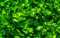 Green Stones pattern detailed Royalty Free Stock Photo