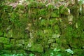 Green stones, stones in moss, background, nature, carpathians, ancient stones, forest stones, forest Royalty Free Stock Photo