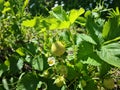 Green strawberries on a flowering bush. Strawberry bush with green berries and large flowers