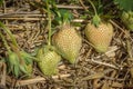 Green strawberries