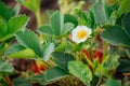 Green strawberry bush blooms