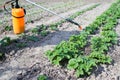 Green strawberry bushes are treated with a chemical liquid from pests and bacteria. Background.