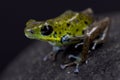 Green strawberry dart frog, Oophaga pumilio