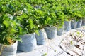 Green strawberry field on hill mountain, strawberry plant farm in pot, strawberry field for harvest strawberries garden fruit