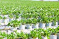 Green strawberry field on hill mountain, strawberry plant farm in pot, strawberry field for harvest strawberries garden fruit