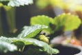 Green strawberry in garden ,Wild strawberry bush in black flowerpot