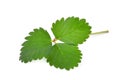 Green strawberry leaf isolated on the white Royalty Free Stock Photo