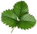 Green strawberry leaf