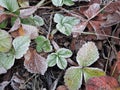 Green Strawberry Leaves Covered With Ice Crystals, Frost On The Plants, Freeze Close-up