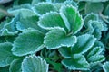 Green Strawberry Leaves Covered With Ice Crystals, Frost On The Plants, Freeze Close-up
