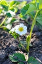 Green strawberry leaves with flowers and buds grow in the garden in the spring. Seedling. Flowering plants in the ground Royalty Free Stock Photo