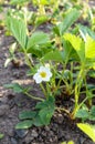 Green strawberry leaves with flowers and buds grow in the garden in the spring. Royalty Free Stock Photo