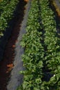 Green strawberry plantation and flower