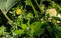 Green strawberry, unripe in the village garden, photographed with selective focus; the concept of home gardening