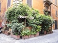Green street corner in Rome
