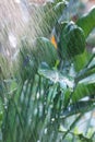 Green strelitzia reginae leaves under water spray. Exotic plant growing in orangery or indoor garden Royalty Free Stock Photo