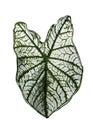 Green stripe leaf of Colocasia isolated