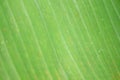 green striped banana leaf texture Royalty Free Stock Photo