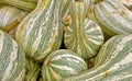 Green striped cushaw squash Royalty Free Stock Photo