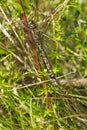 Canada Darner Dragonfly - Aeshna canadensis Royalty Free Stock Photo