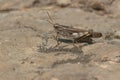 Green-striped Grasshopper - Chortophaga viridifasciata